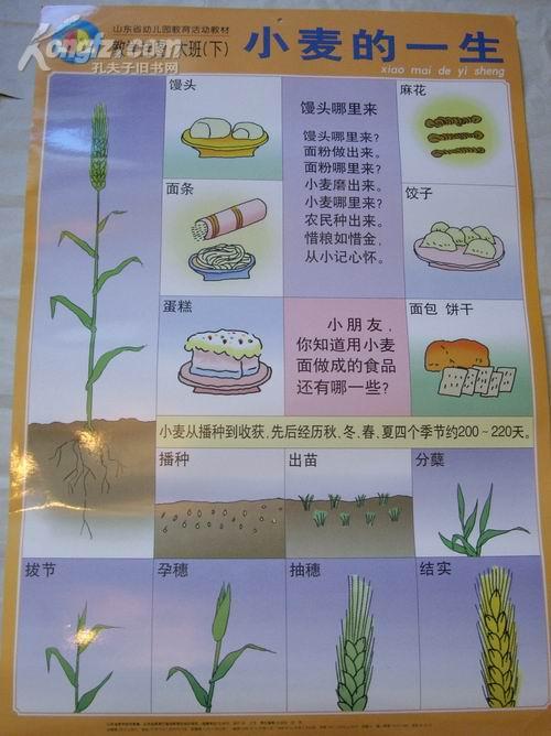 小麦的一生 教学挂图 大班(下)山东省幼儿园教育活动教材 787×1092mm