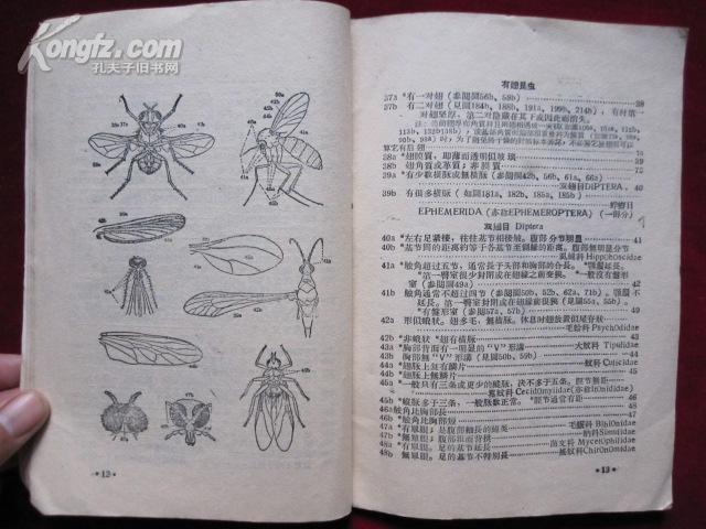 昆虫主要目科检索表