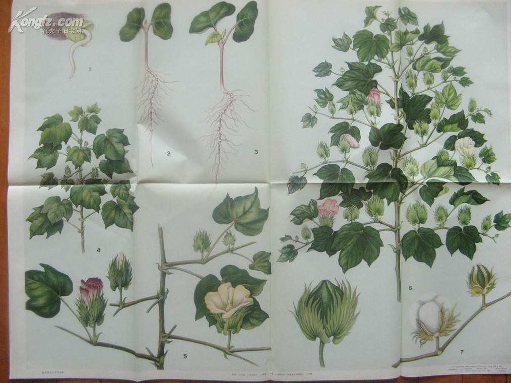 棉花的生长发育过程/农基教学挂图/全开1张全/沪教1978年版