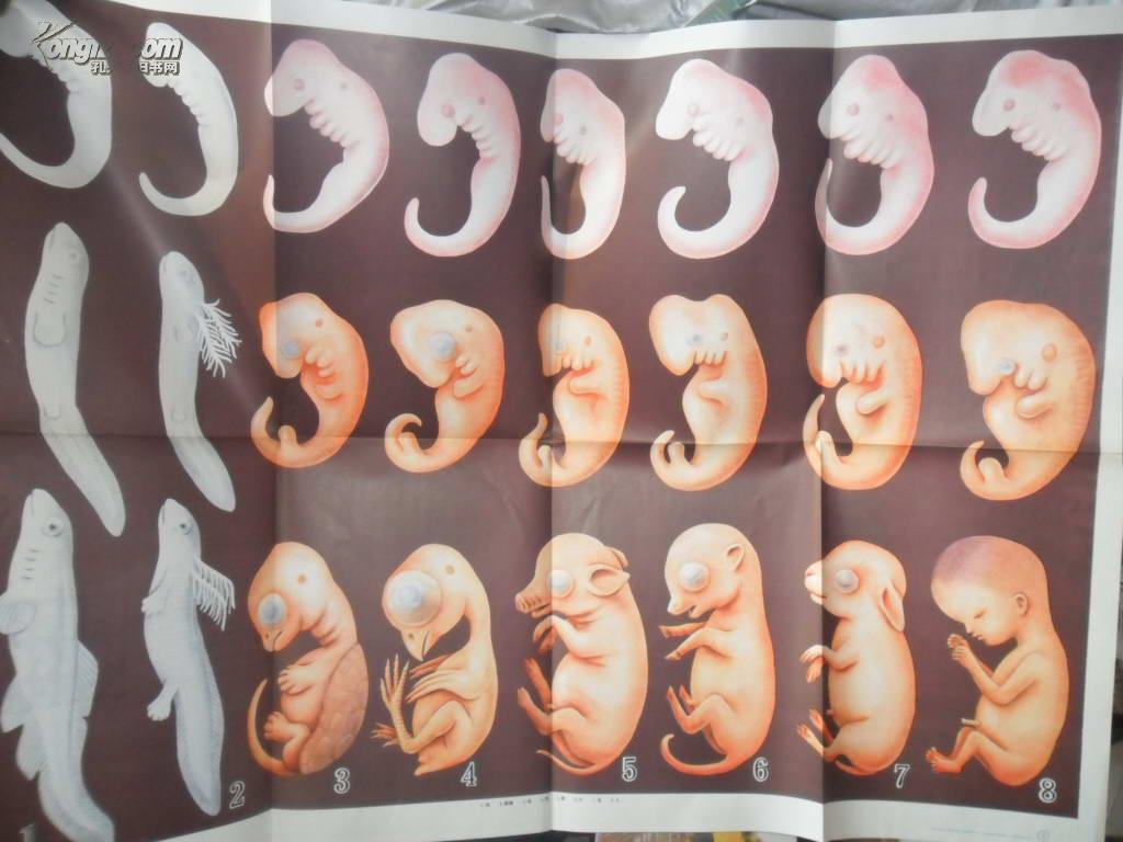 高级中学课本生物教学挂图一张七种脊椎动物和人的胚胎发生比较图
