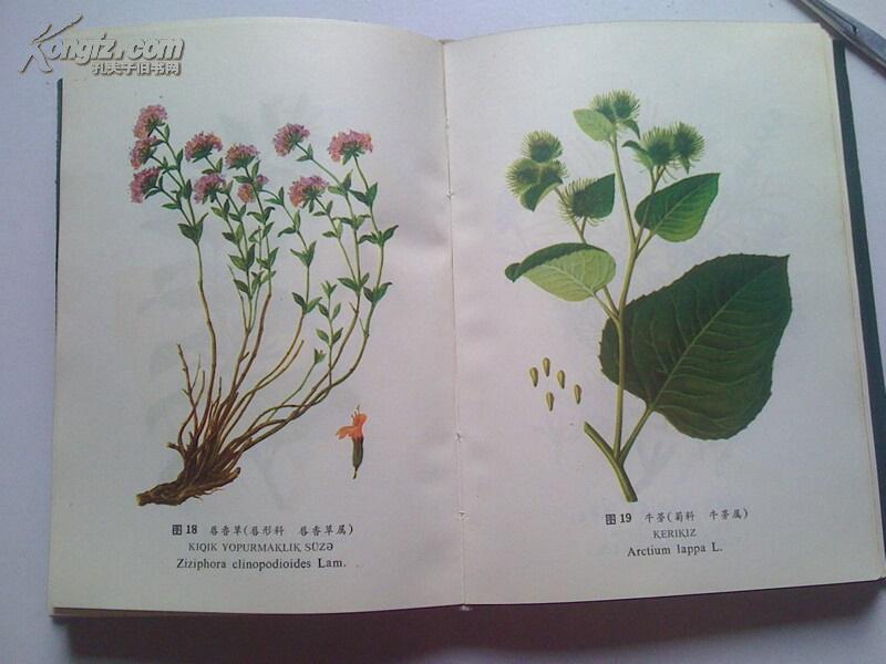 新疆中草药新疆地区300多种中草药的形态分布采集加工性能用法附彩色
