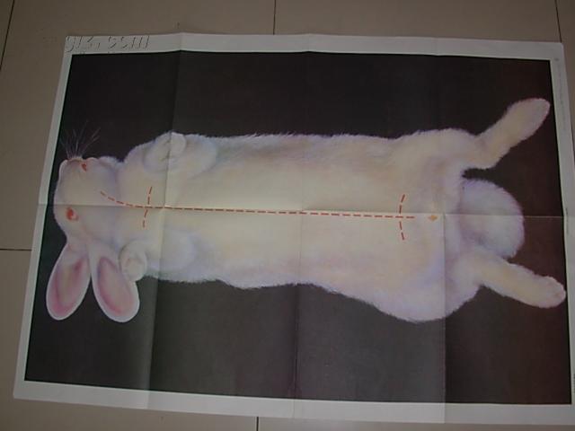 哺乳纲-家兔的实验解剖(一),(二),(三)(义务教育初中生物一二册教学