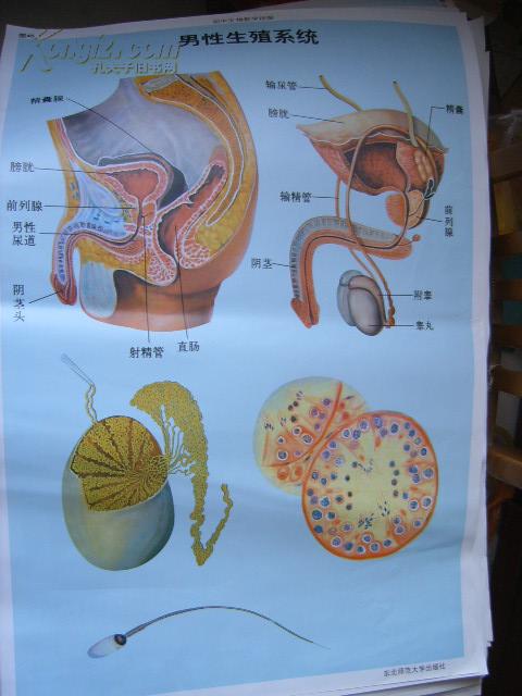 初中生物教学挂图(图45):男性生殖系统(尺寸:75x52厘米)