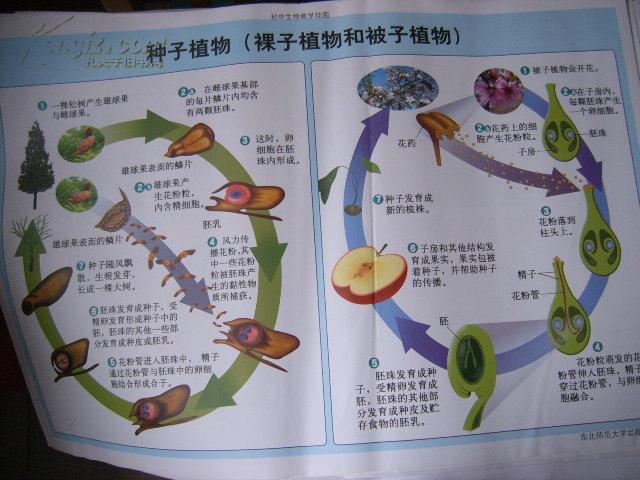 初中生物教学挂图(图64):种子植物(裸子植物和被子植物)(尺寸:75x52