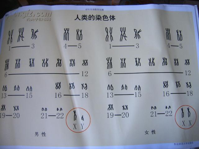 初中 生物 教学 挂图(图53:人类染色体(尺寸:75x52厘米)
