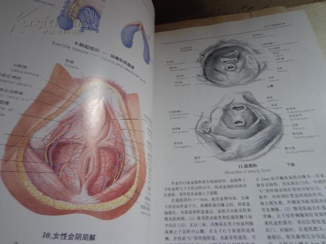 人类生殖调节图谱16开精装296页