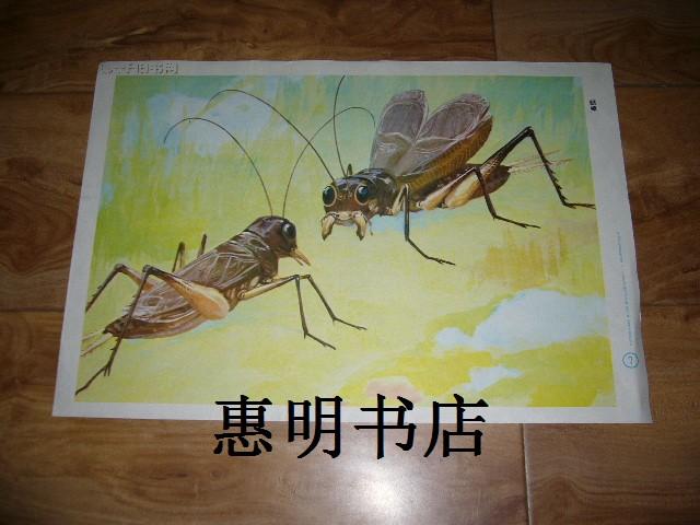 幼儿园常识教育挂图--昆虫:蟋蟀10(7)[8开1张]