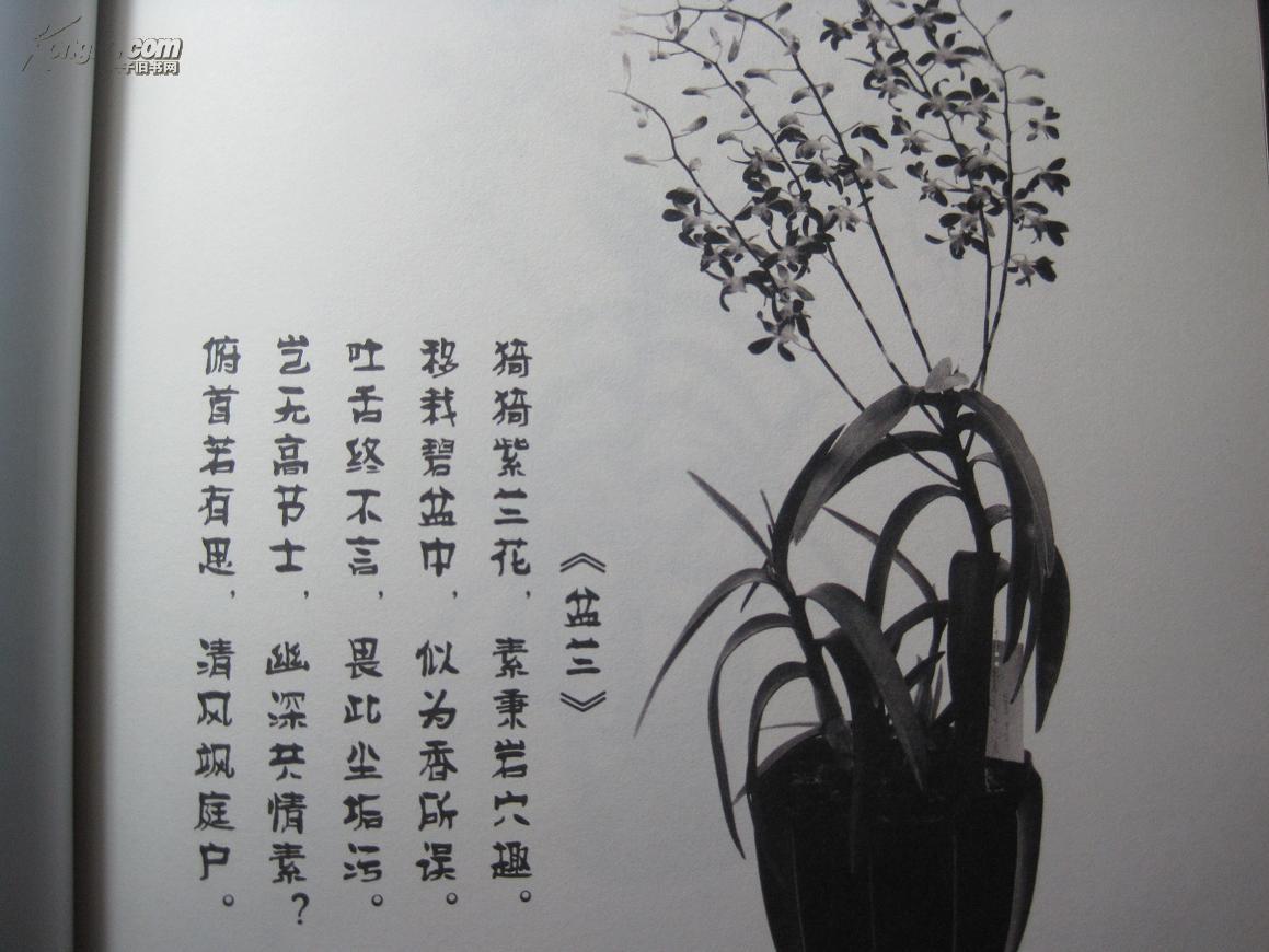 幽兰紫韵郑社奎热带兰花摄影作品集郑社奎山西省摄影家协会名誉主席