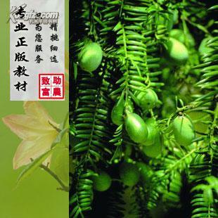 香榧树人工种植技术/扦插育苗/嫁接方法/光盘 书_教