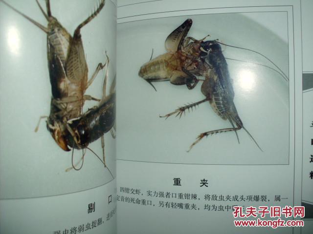 蟋蟀谱--名虫功虫图鉴