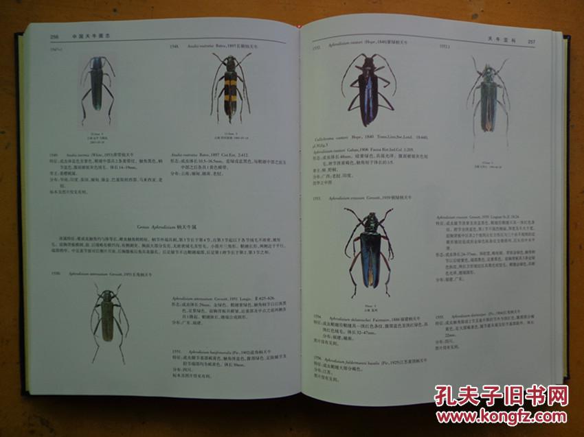 中国天牛图志(基础篇)全二册