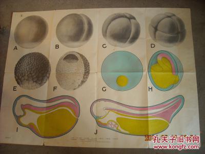 【图】蛙的胚胎发育 高中课本生物教学挂图_价