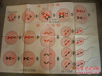 精子的形成过程(图解)高级中学课本生物教学挂图