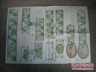 水绵的接合生殖和合子萌发 高级中学课本生物教学挂图