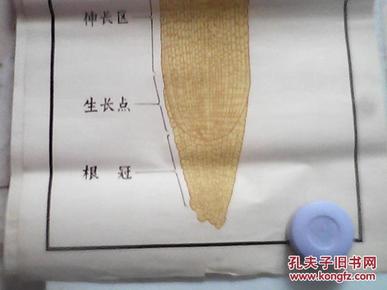 手绘挂图 :大麦根尖的纵切面