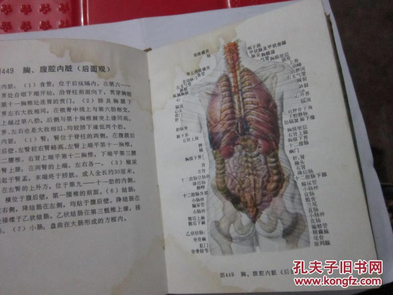 人体解剖图谱