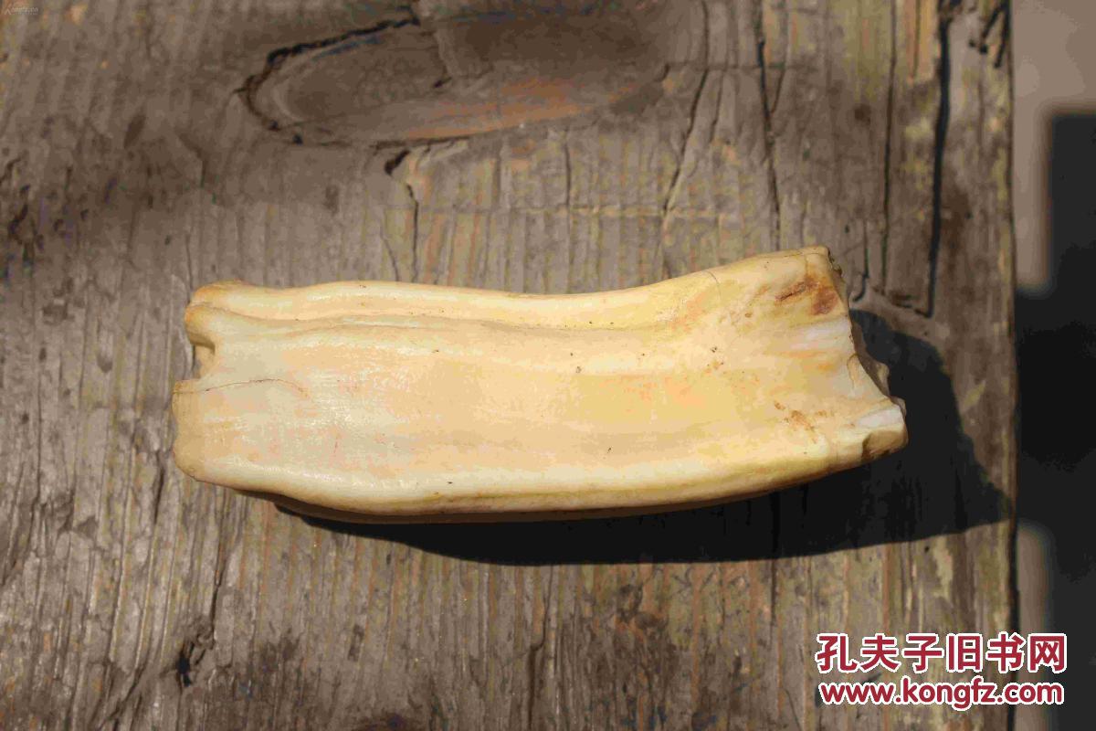 史前巨龙牙化石3保真保老喜欢玩骨头牙的看过来只有几块多年旧藏的市