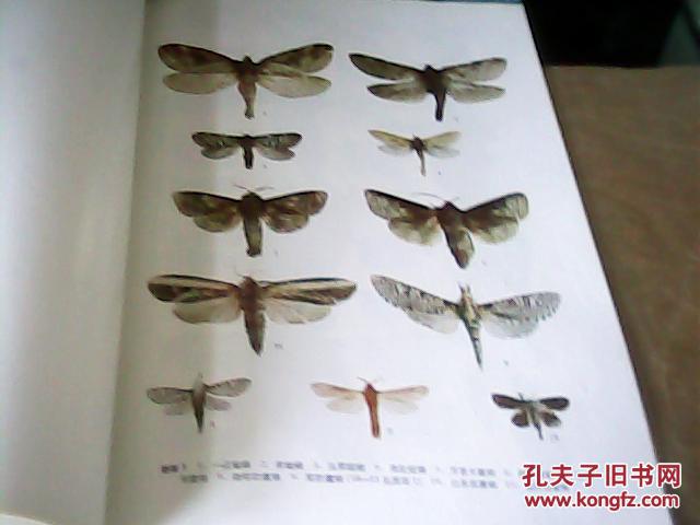 中国蛾类图鉴1插页20存放a二十