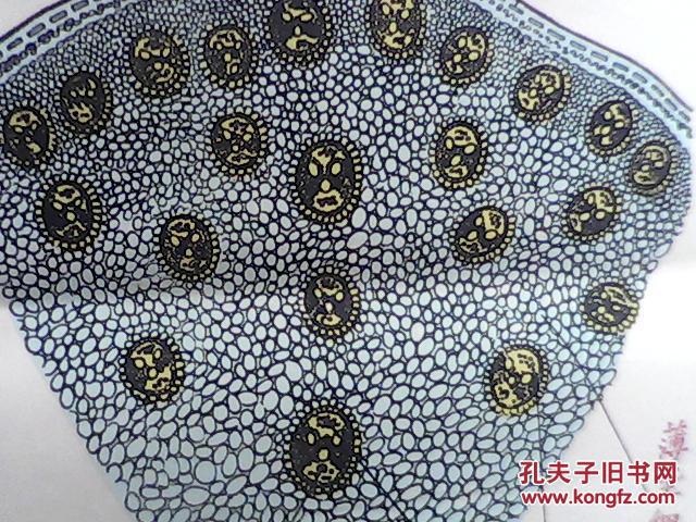 手绘挂图玉米茎横切面的一部分