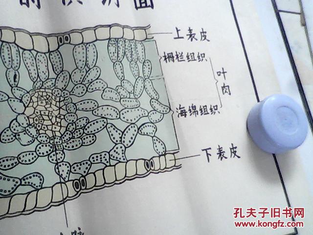 手绘挂图 : 蚕豆叶的横切面