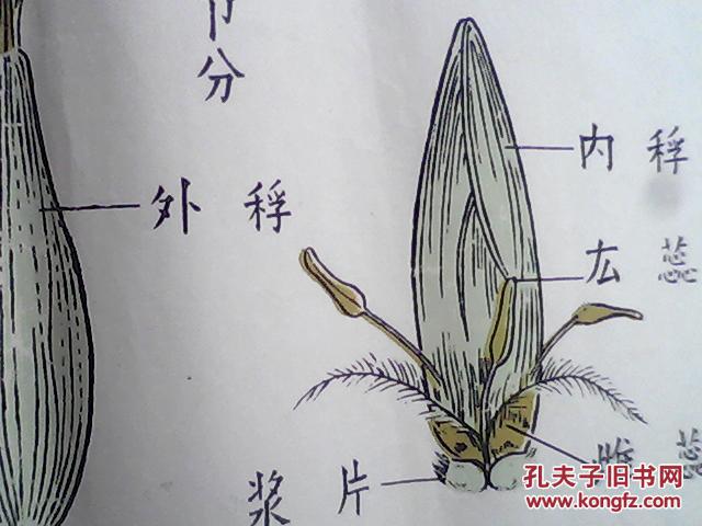 手绘挂图 : 小麦花