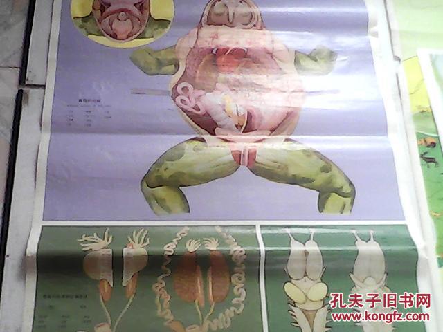 中学生物教学挂图(动物部分) 26青蛙的外形和捕食 27青蛙的内脏 28