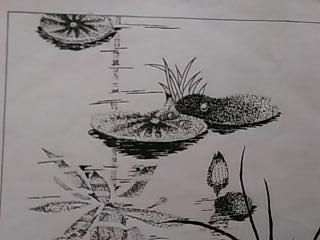 中国当代著名书画家:李群--精品画《水中睡莲》版画作品1张(素描纸.