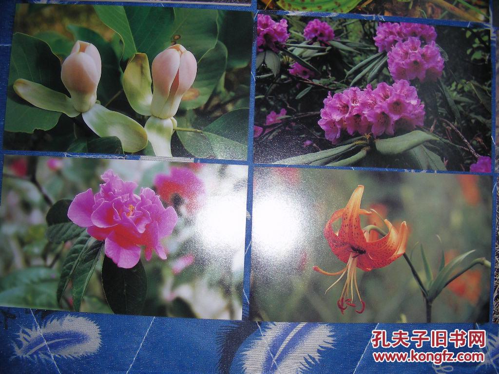 明信片 云南八大名花】一套八枚全,有编号.