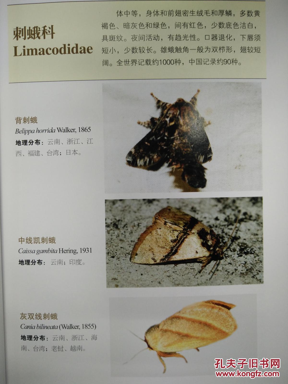 云南蛾类生态图鉴)