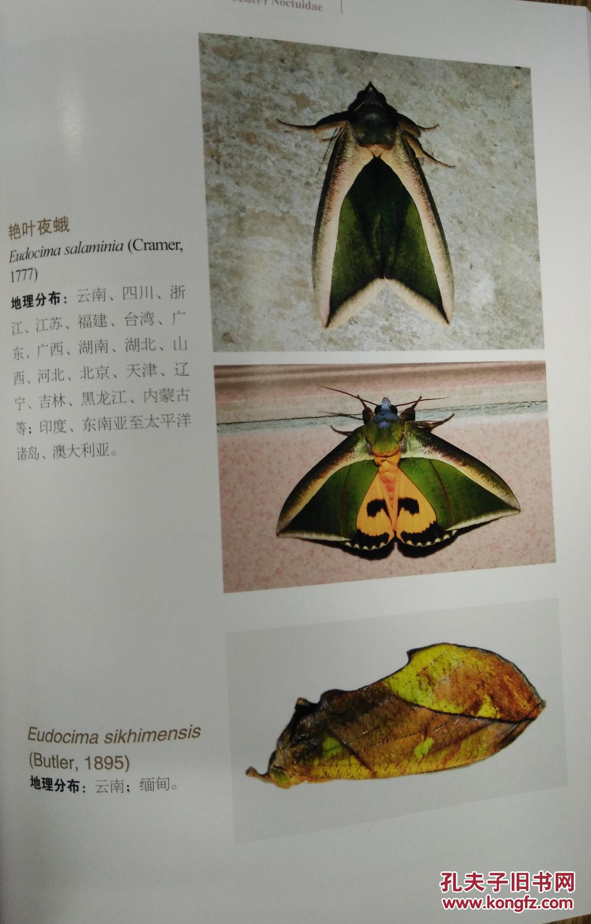 云南蛾类生态图鉴)