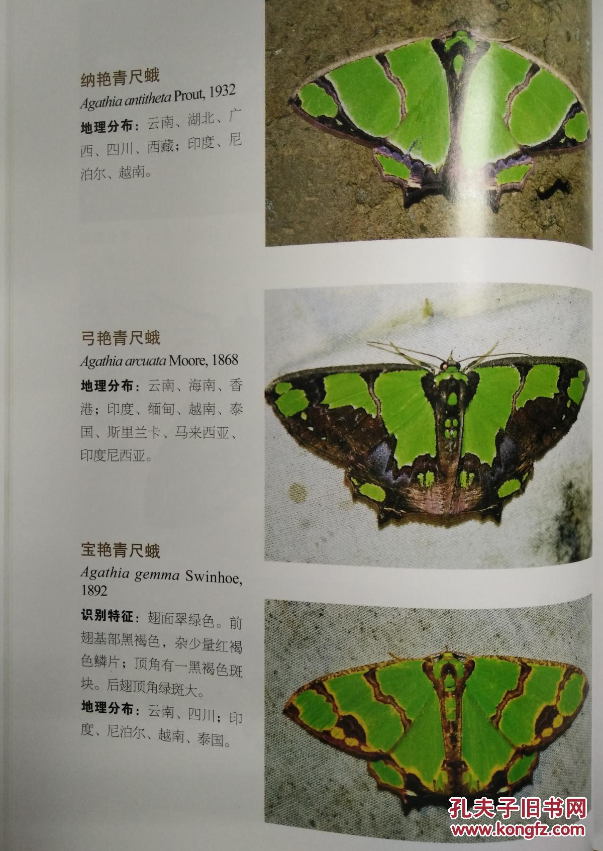 云南蛾类生态图鉴)