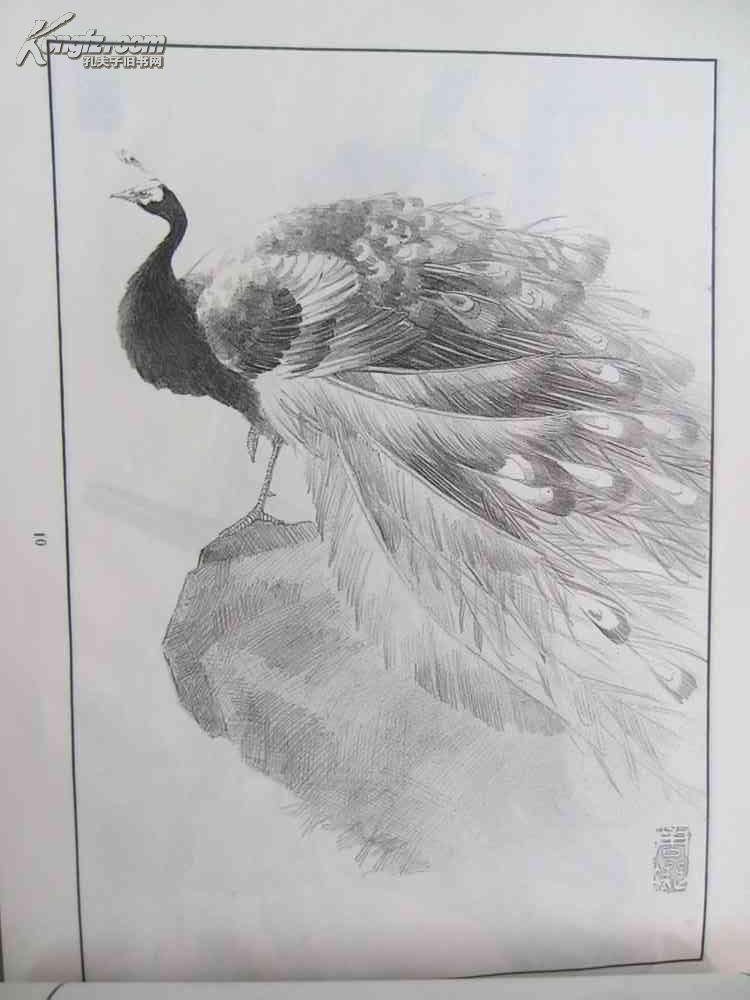 素描花鸟选