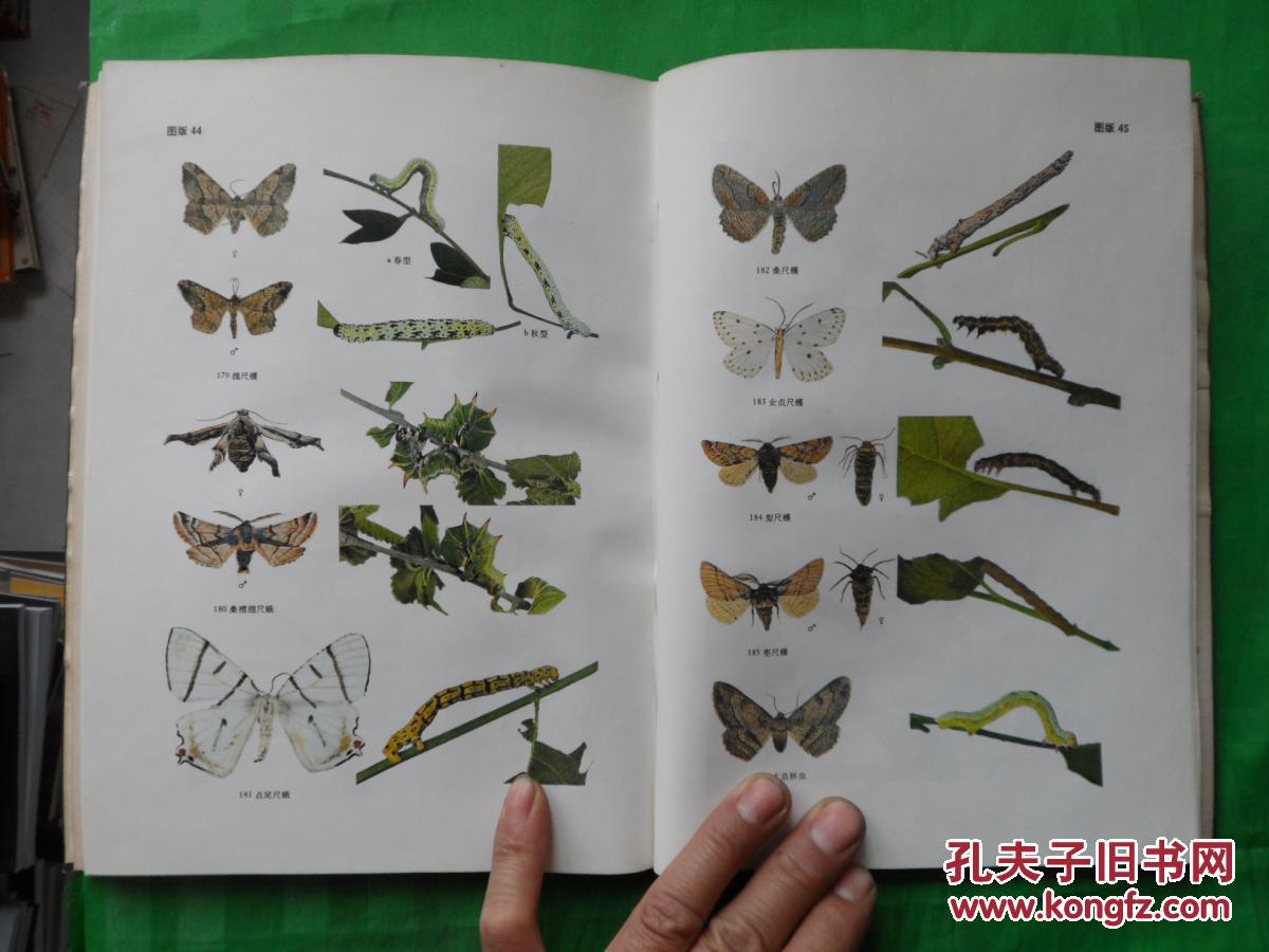 蛾类幼虫图册 (一)