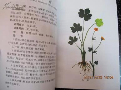 中草药图片书 oYYBAFSg-D6AP3H-AAEypodp5IA433_n.jpg