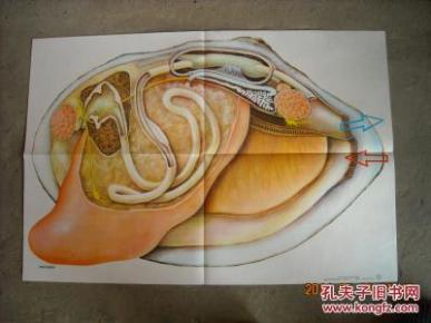 河蚌的内脏结构 初级中学课本动物学教学挂图