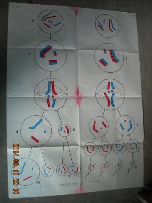 【图】精子和卵细胞的形成过程 高中课本生物