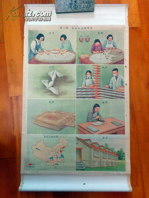 养蚕挂图----桑蚕的良种繁育,老挂图,名家绘画