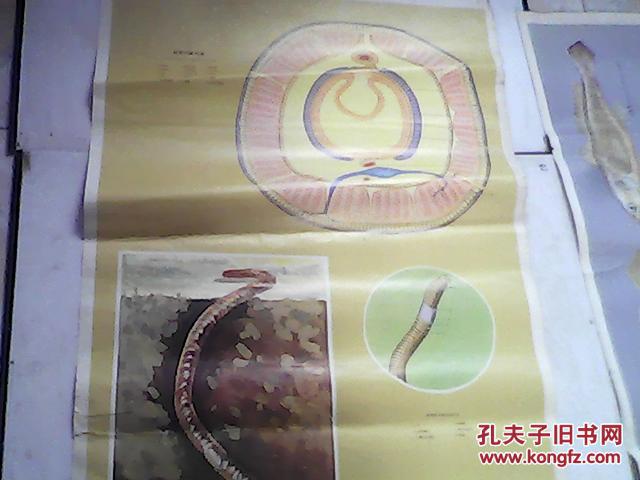 中学生物教学挂图(动物部分) 9蚯蚓的横切面 10蚯蚓的