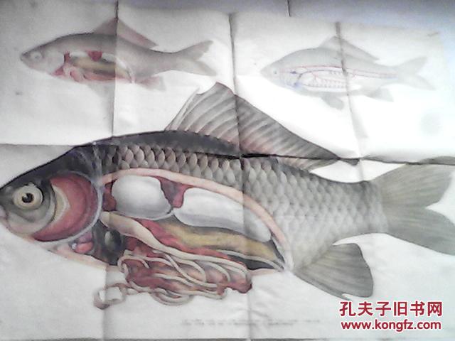 初级中学动物学教学挂图脊椎动物鱼纲鲫鱼的内脏