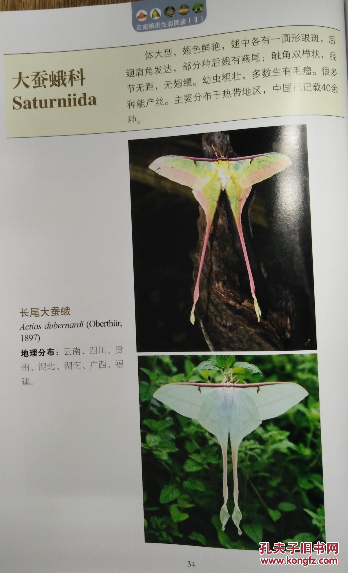 云南蛾类生态图鉴)