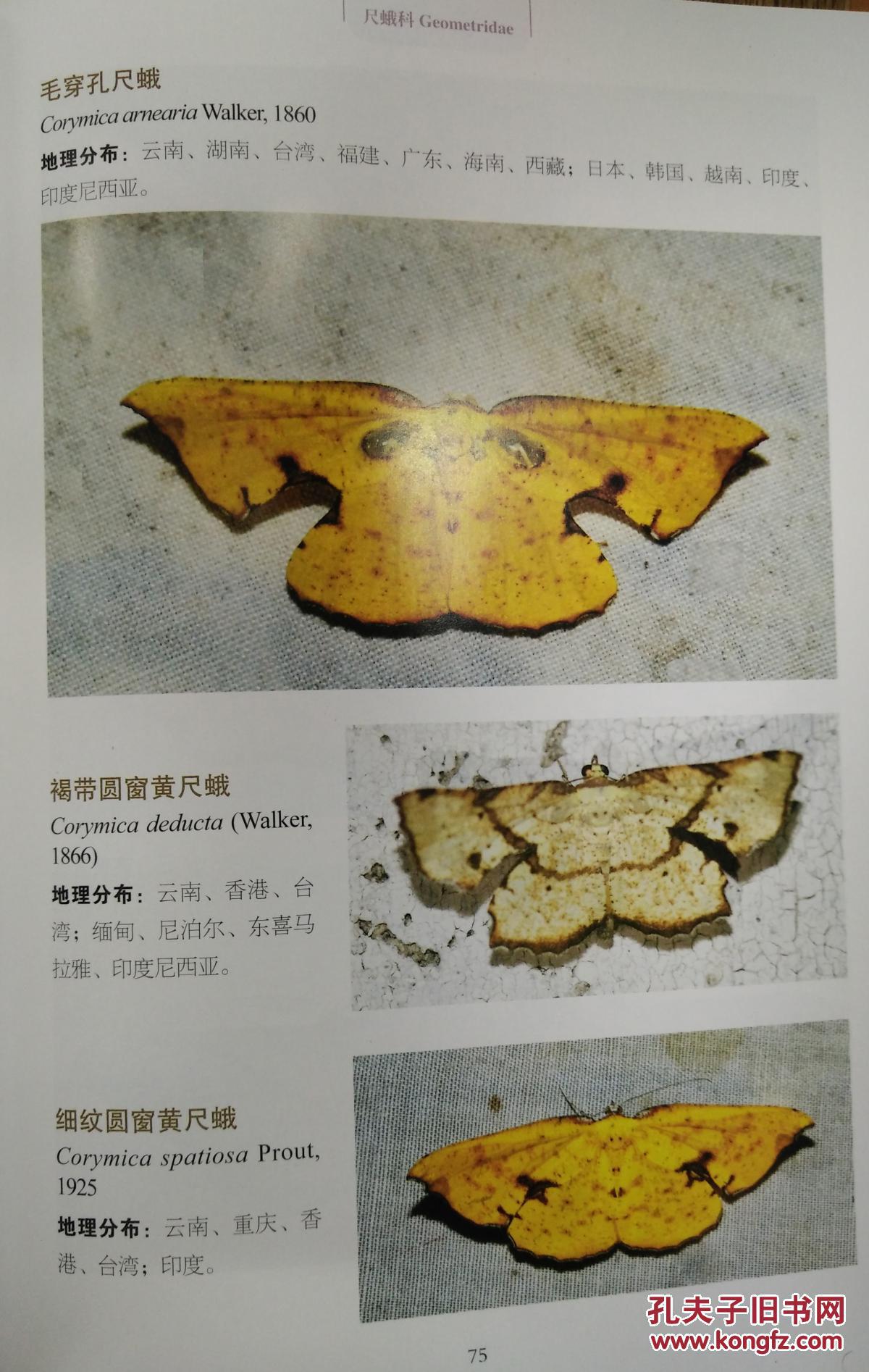 云南蛾类生态图鉴)