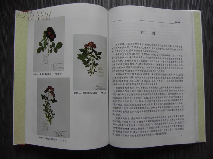 新疆蔷薇【包邮挂】 [同类书出版有:新疆森林,中国沙漠植物志,蔷薇科
