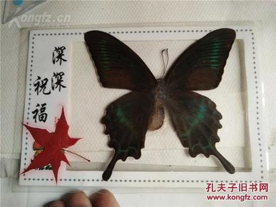 真正真实可靠的大花蝴蝶标本