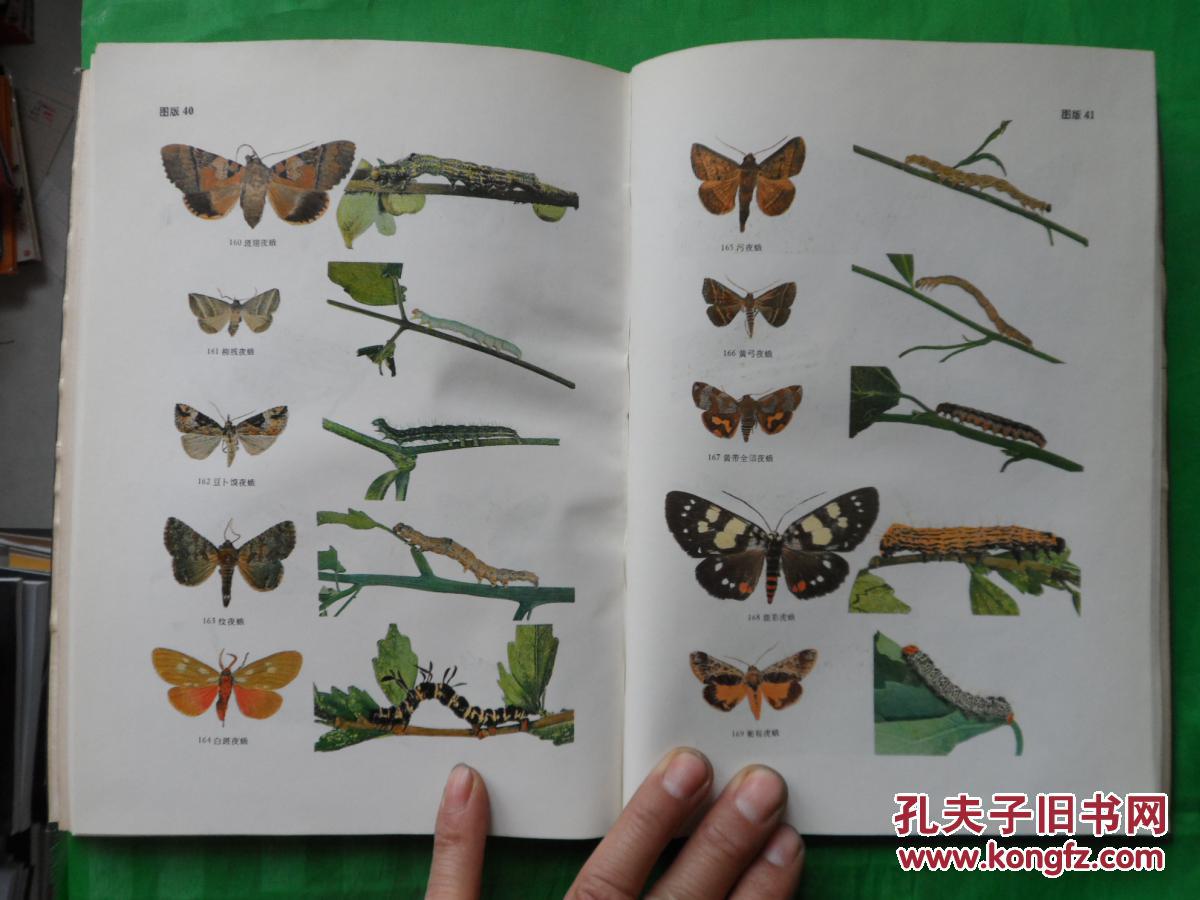 蛾类幼虫图册 (一)