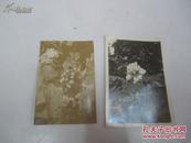 民国时期 花卉照片2张 9/6厘米