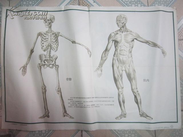 挂图类:初中美术课教学图片(1)人体解剖知识(一)人体骨骼和肌肉(图1)