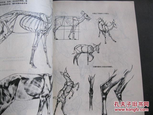 【图】动物画技法_价格:10.00