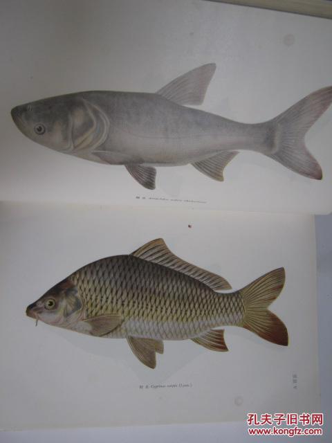 【图】中国淡水鱼类养殖学(第二版)_价格:15.0