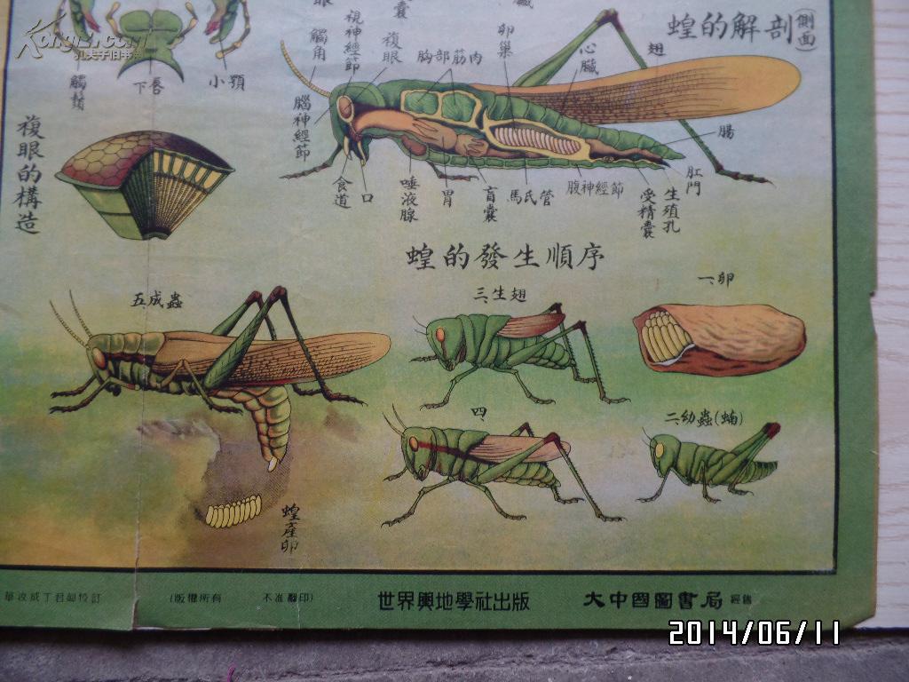 生产知识挂图(一)(动物组)—节肢动物 昆虫类(二)(折叠配送)