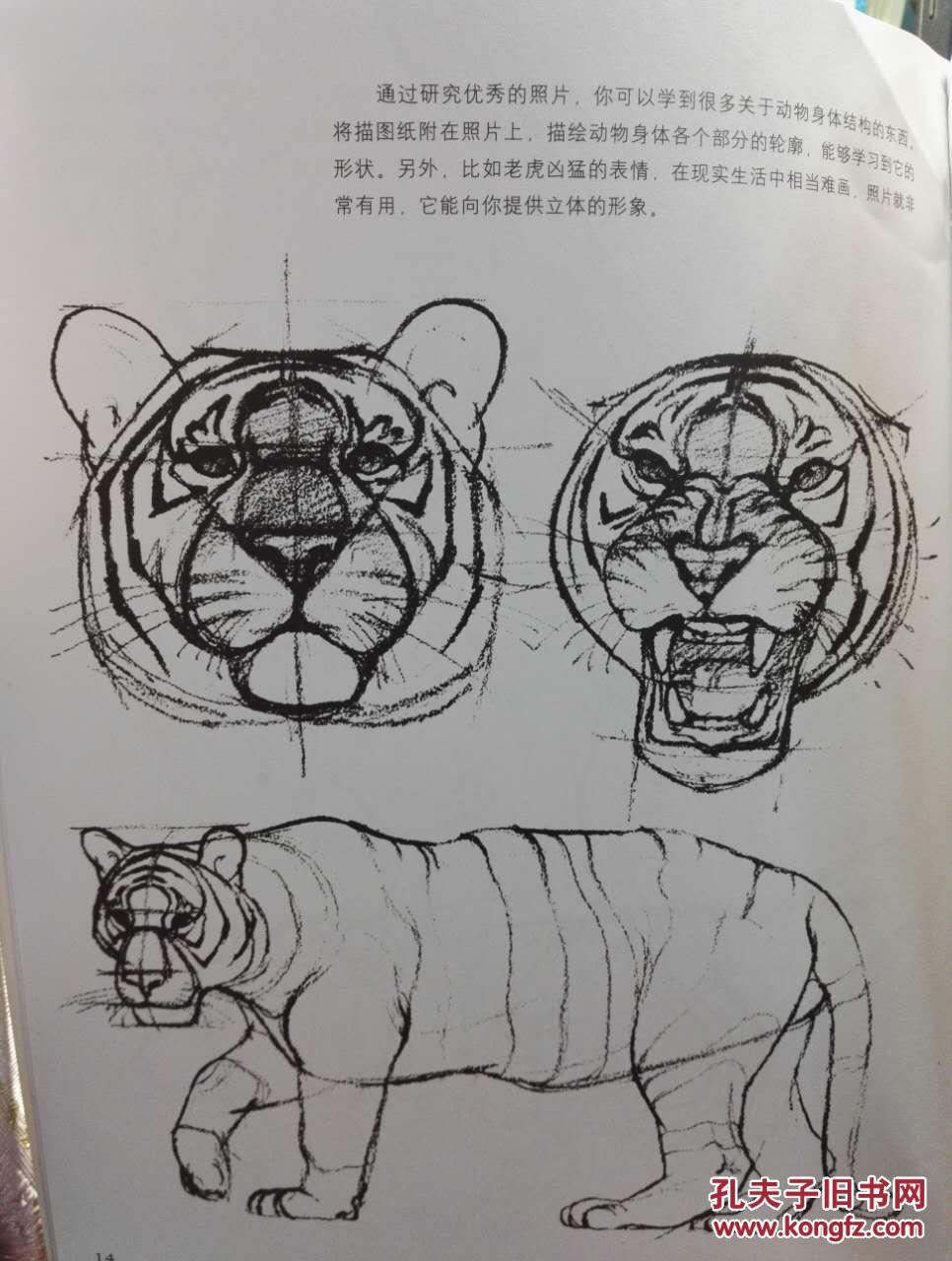 【图】[英国A&C BLACK动物画技法系列教材